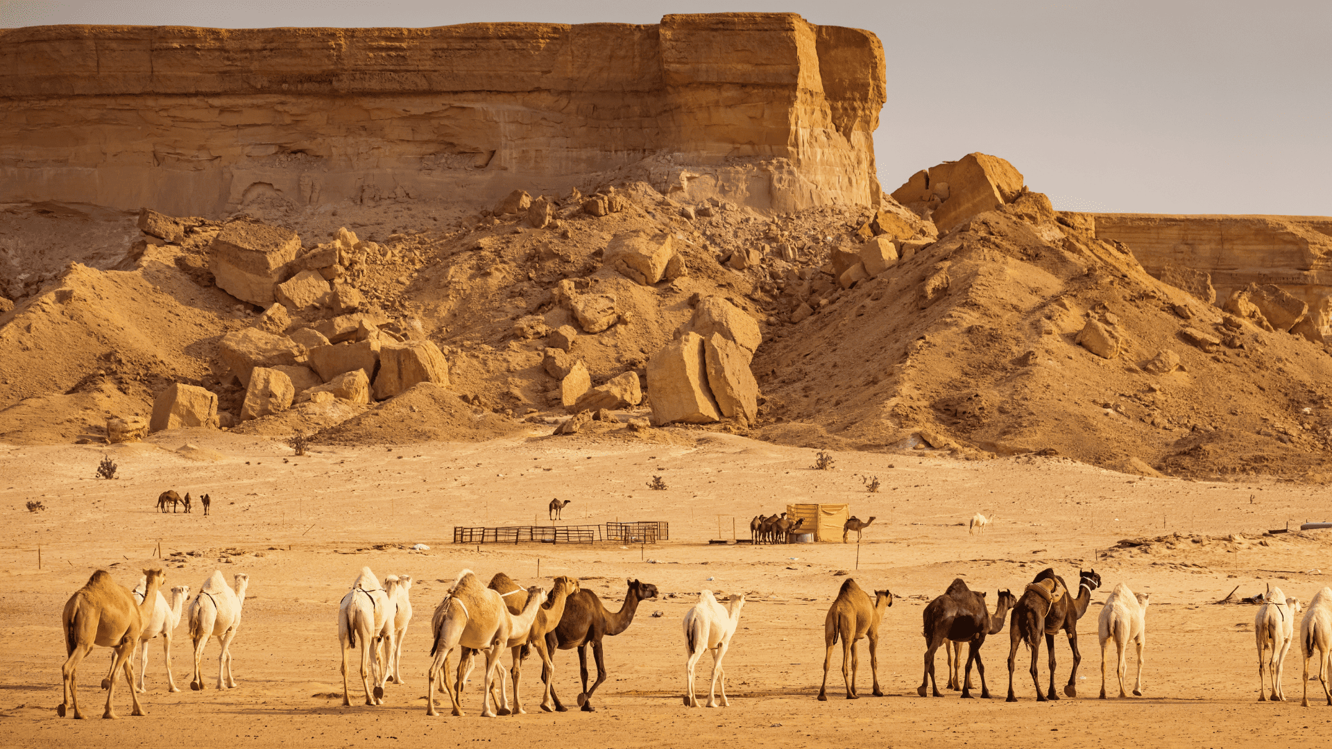 8 Days Kaleidoscope of Saudi Arabia